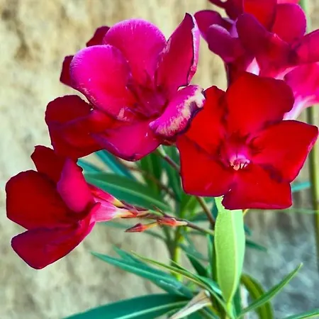 La Casa Blu Superior * 利帕里