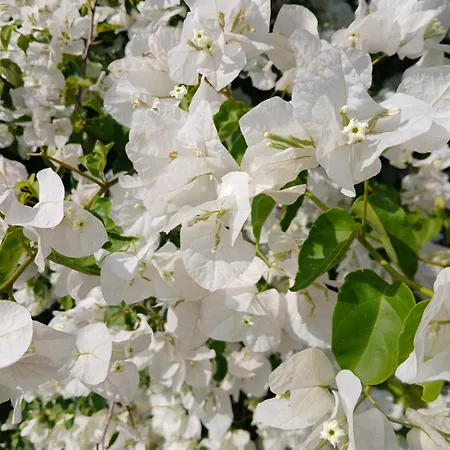 La Casa Blu Superior Lipari (Isola Lipari)