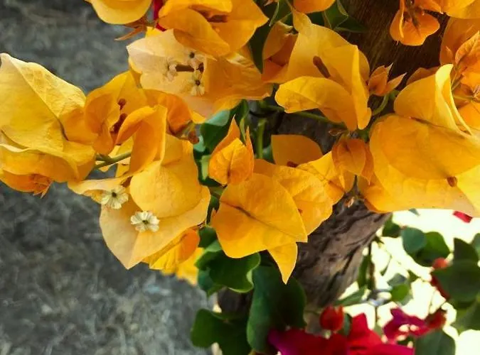 빌라 La Casa Blu Superior