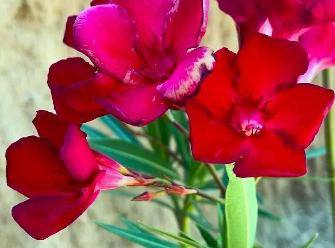 La Casa Blu Superior * 리파리