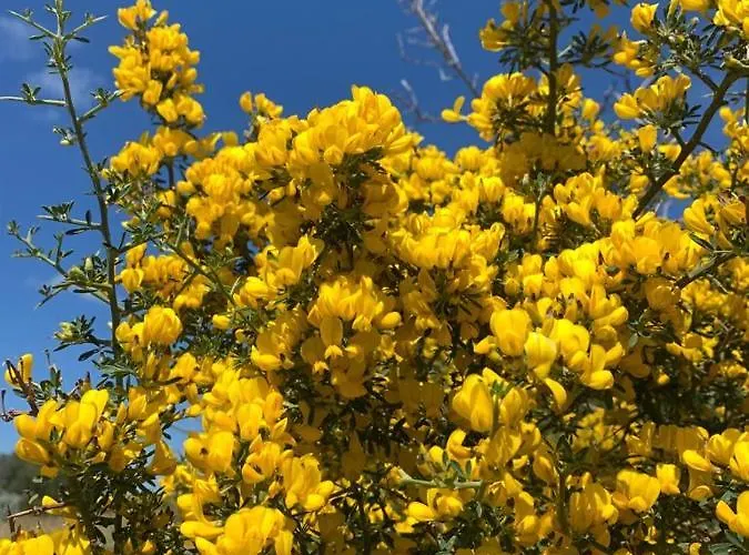 La Casa Blu Superior Villa *