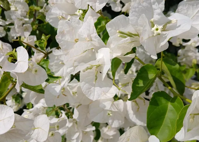 La Casa Blu Superior 利帕里